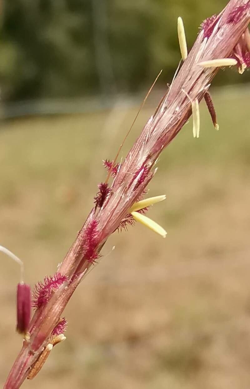 Gewöhnliches Bartgras 8