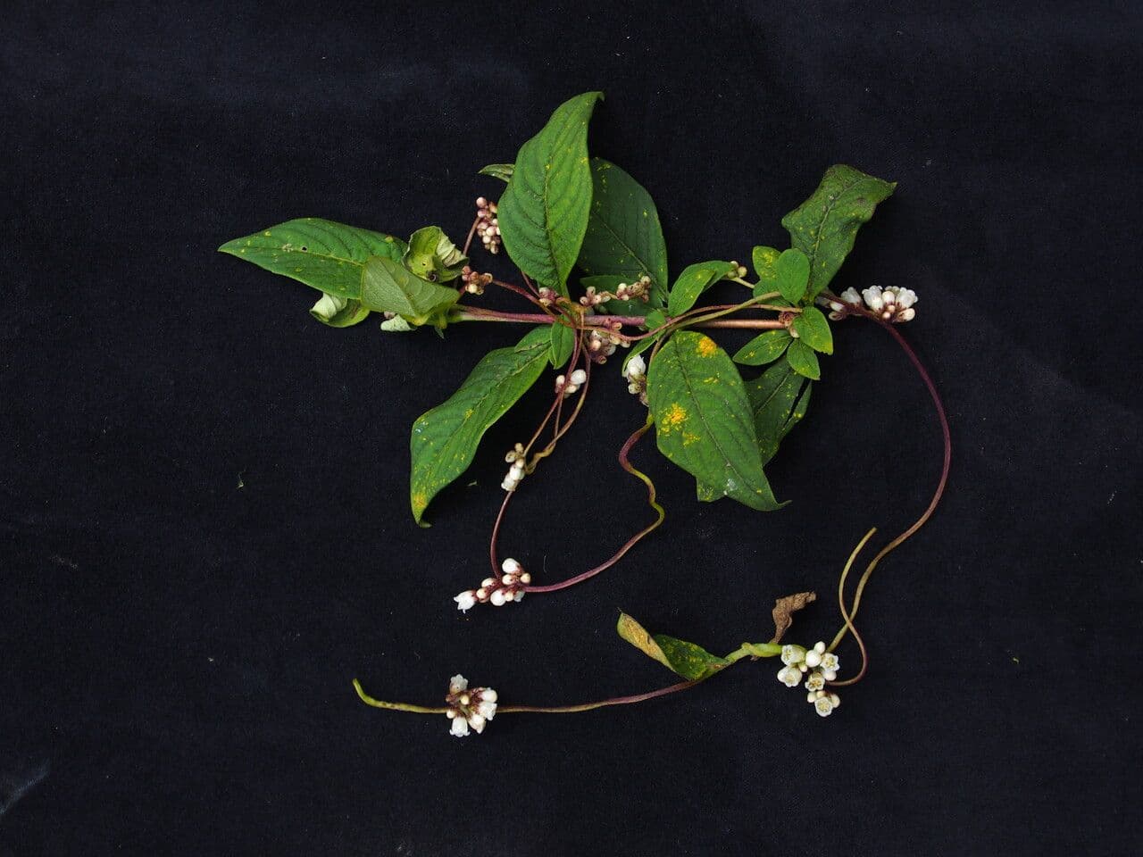 Cucaflexa 4