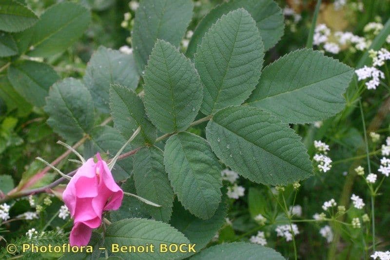 Weiche Rose 26