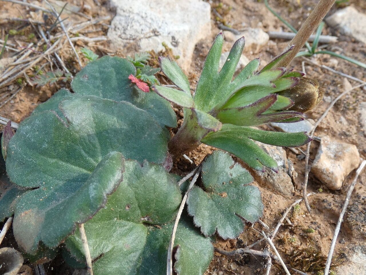 Anemone palmata 20