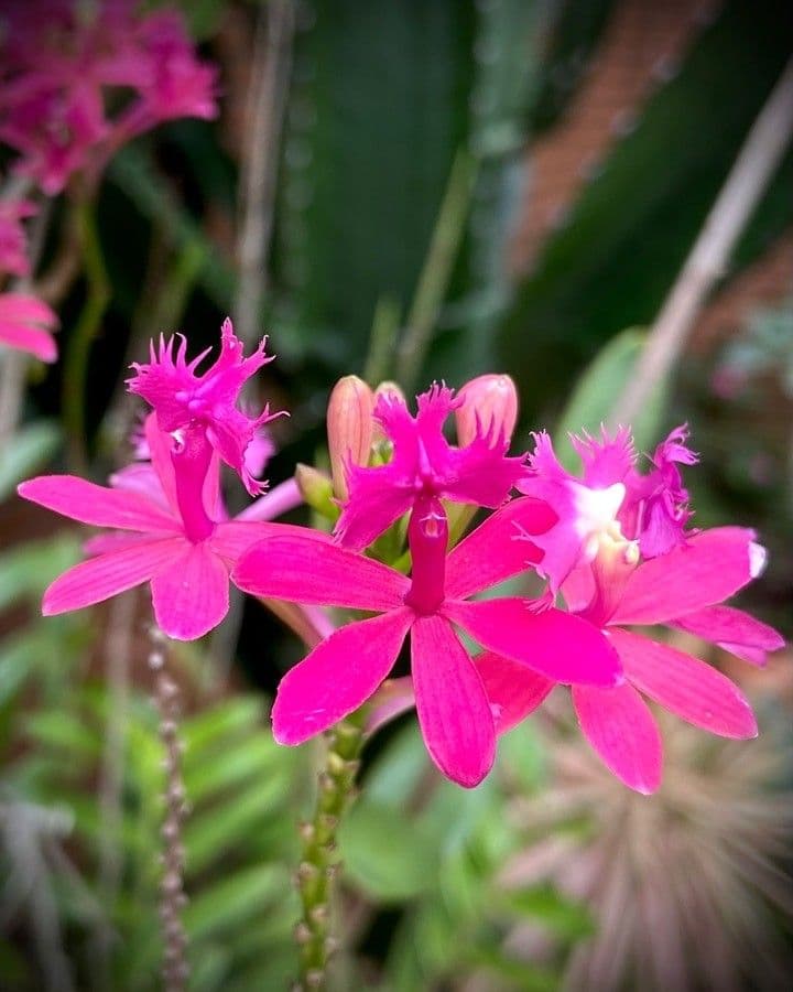 Epidendrum