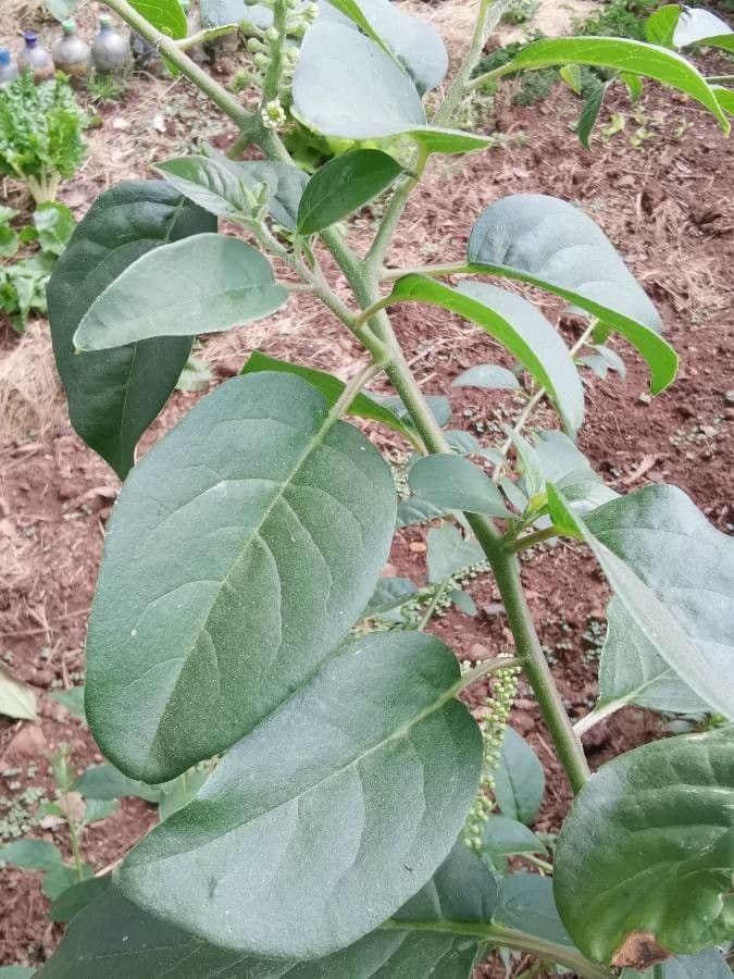 Phytolacca dodecandra 6