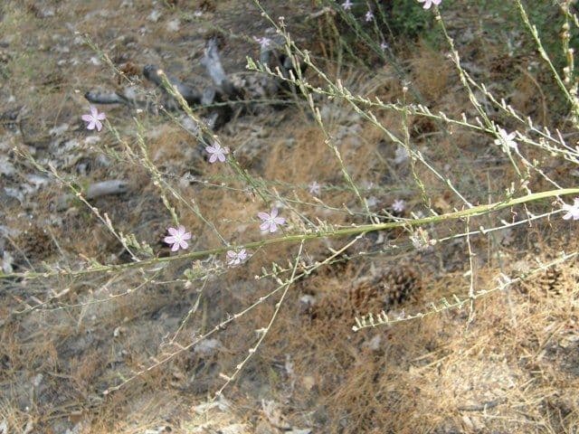 Stephanomeria virgata 11