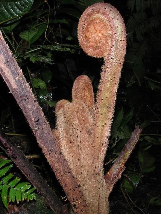 Alsophila 12