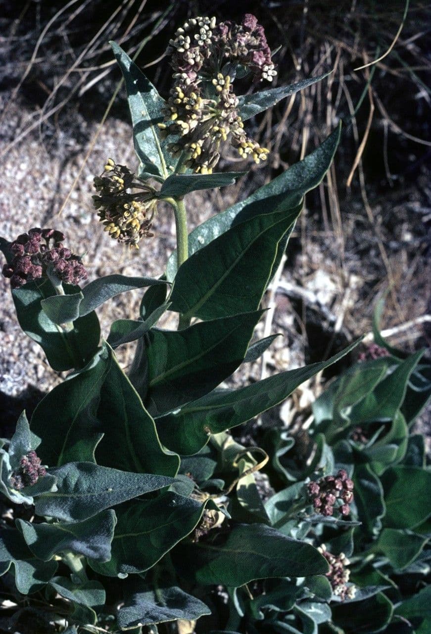 Asclepias 8