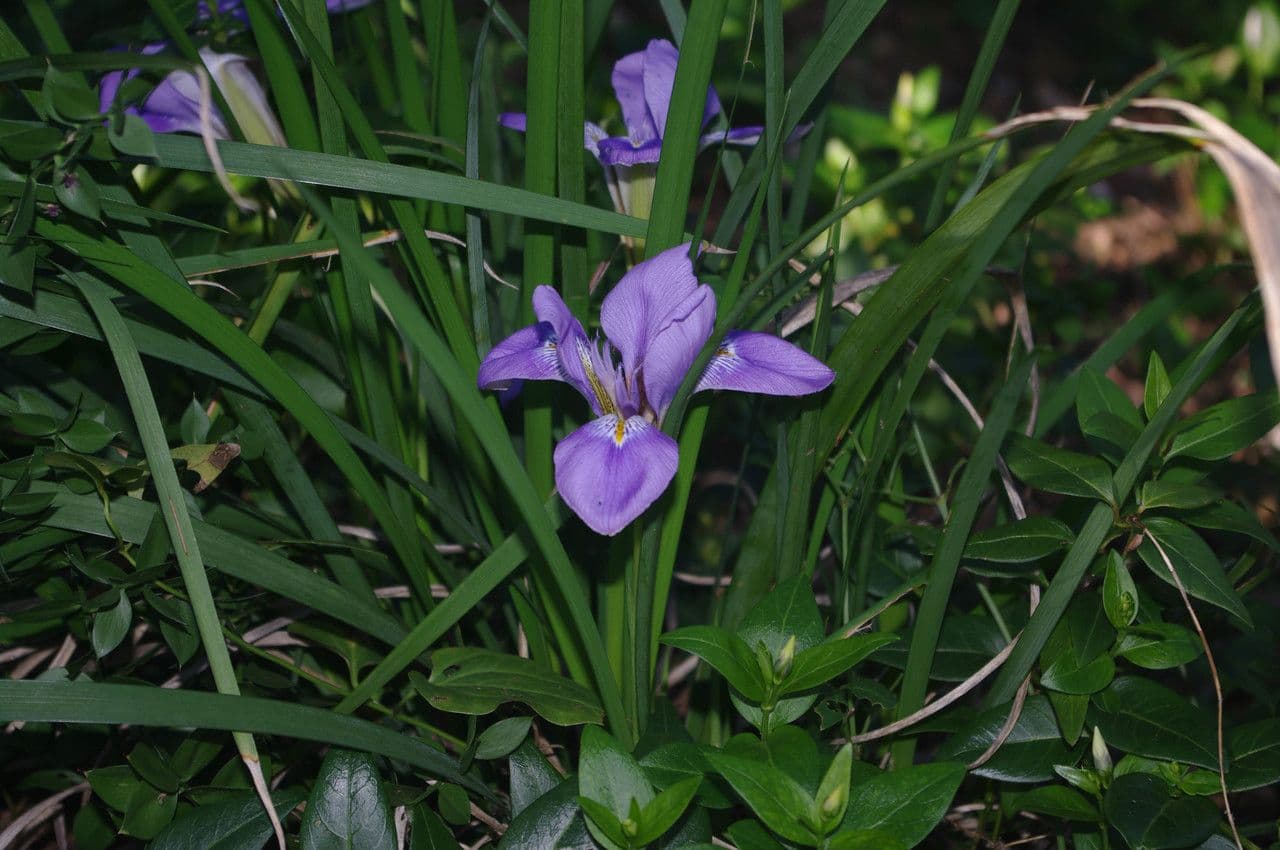 Iris 9
