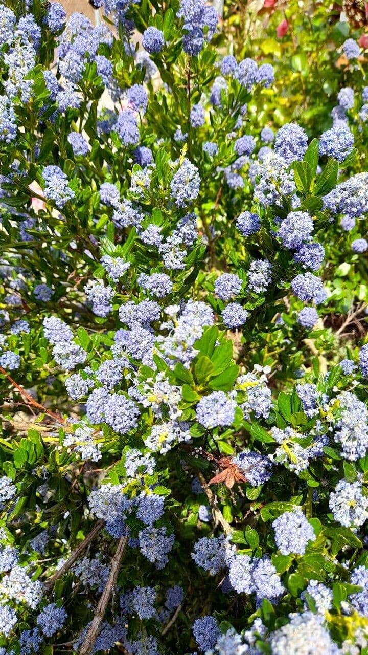 Ceanothus thyrsiflorus 15