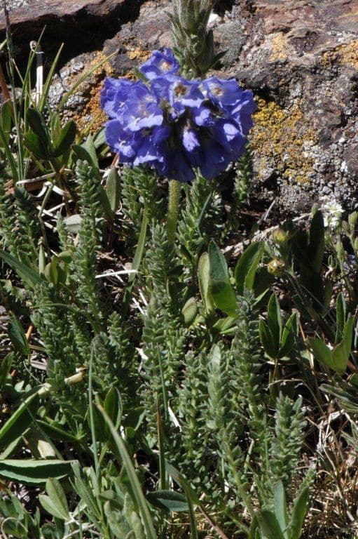 Polemonium viscosum 8