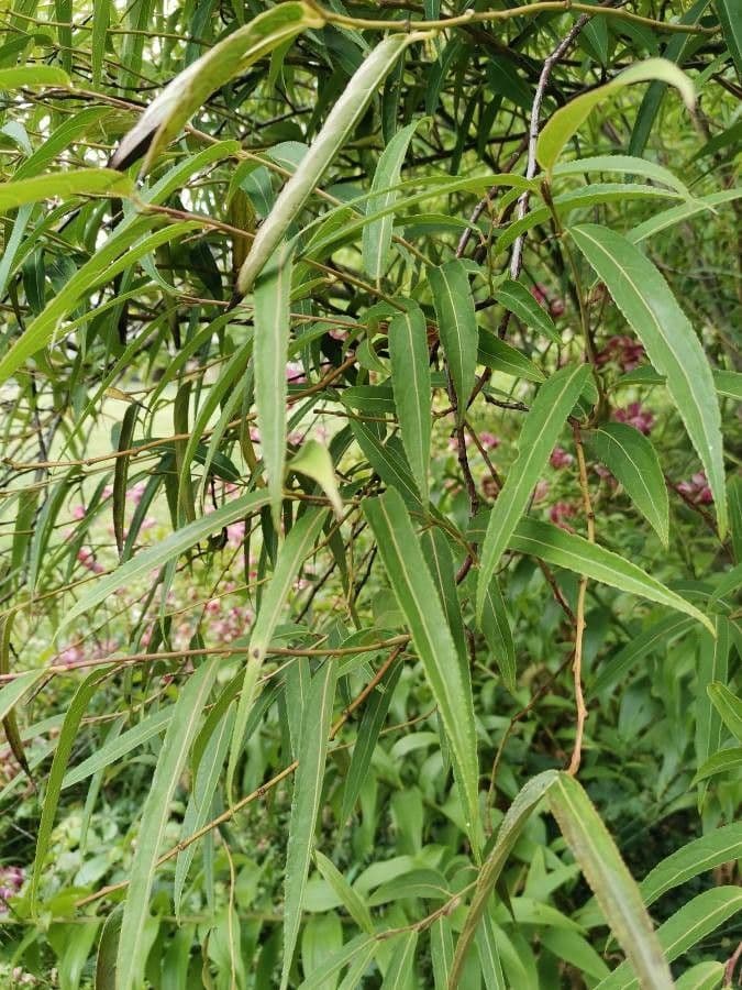 Stachyurus 10