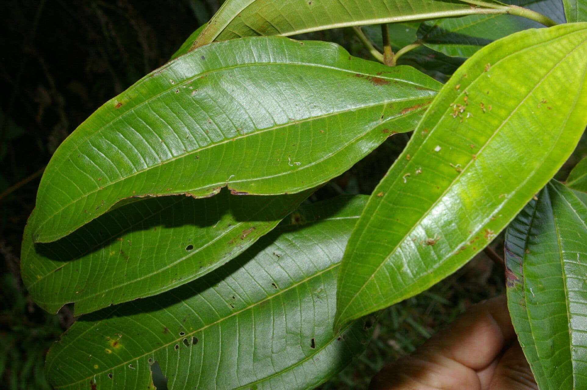 Miconia 11
