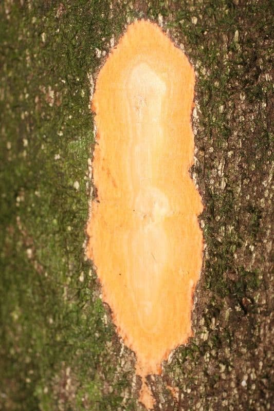 Cassipourea 15