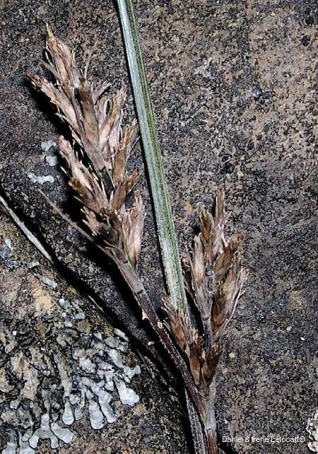 Scleria 2