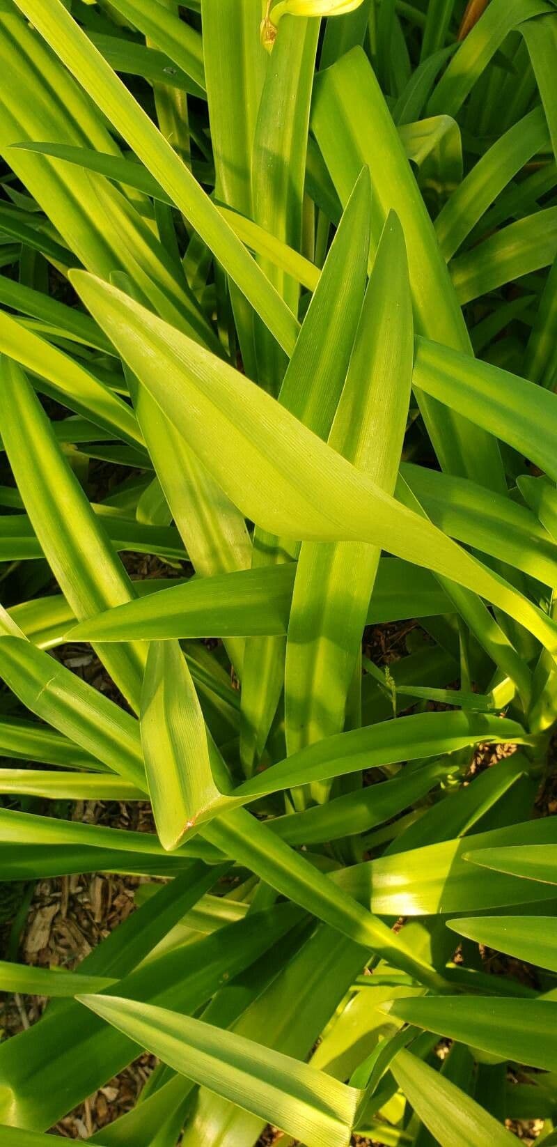 Hymenocallis 14