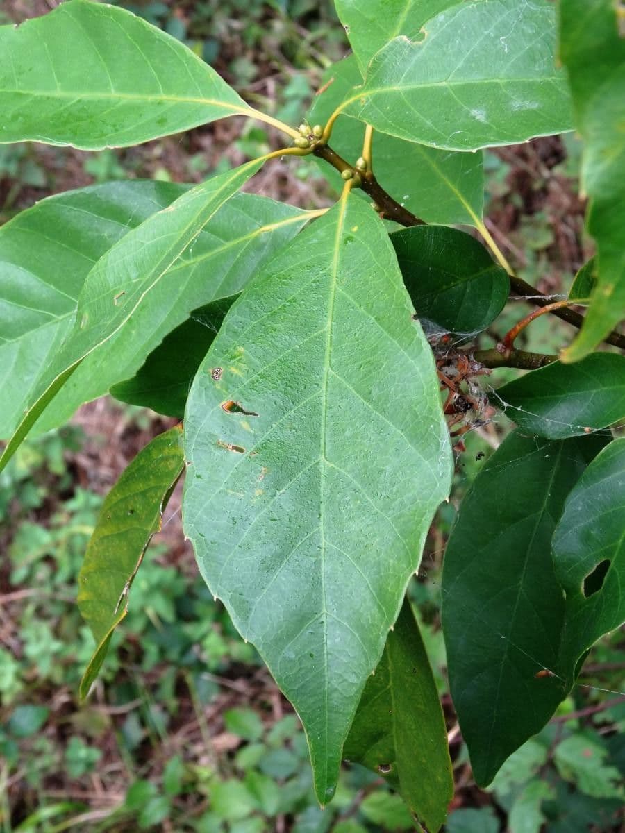 Quercia acuta 7
