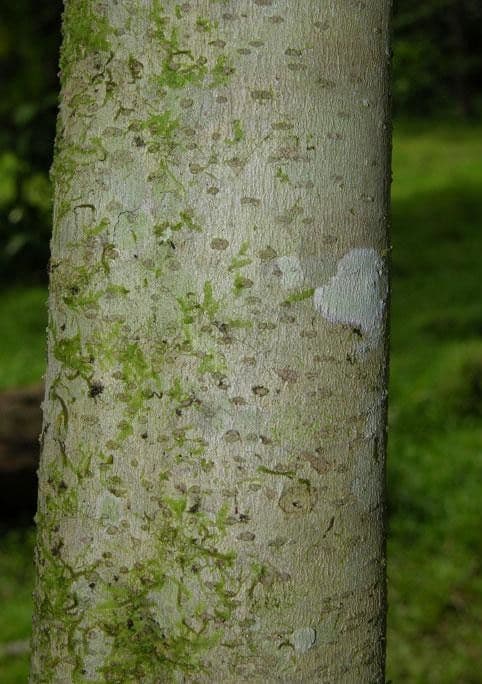 Cestrum strapcovité 20