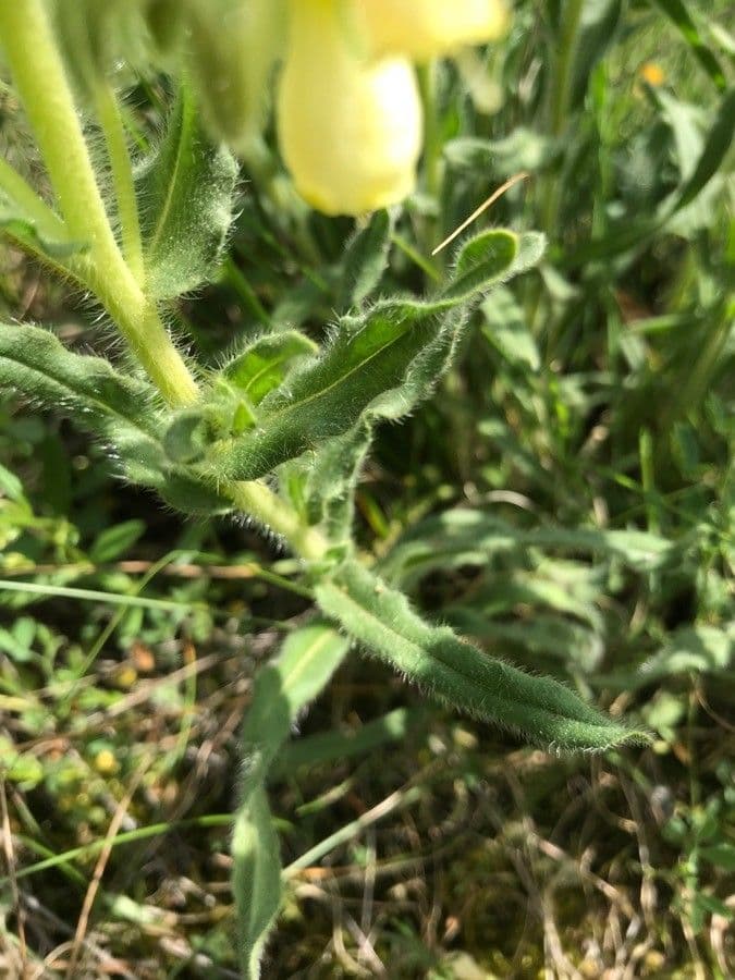 Onosma 17