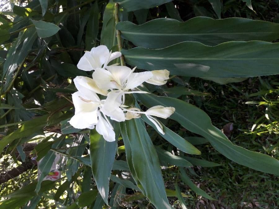 Hedychium coronarium 7