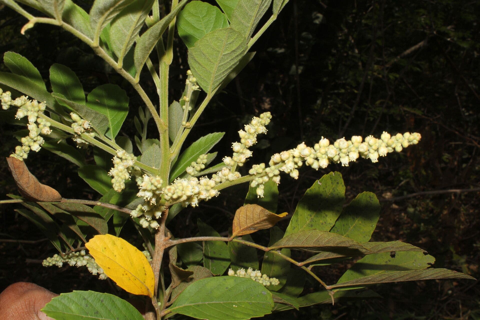 Cupania guatemalense 8