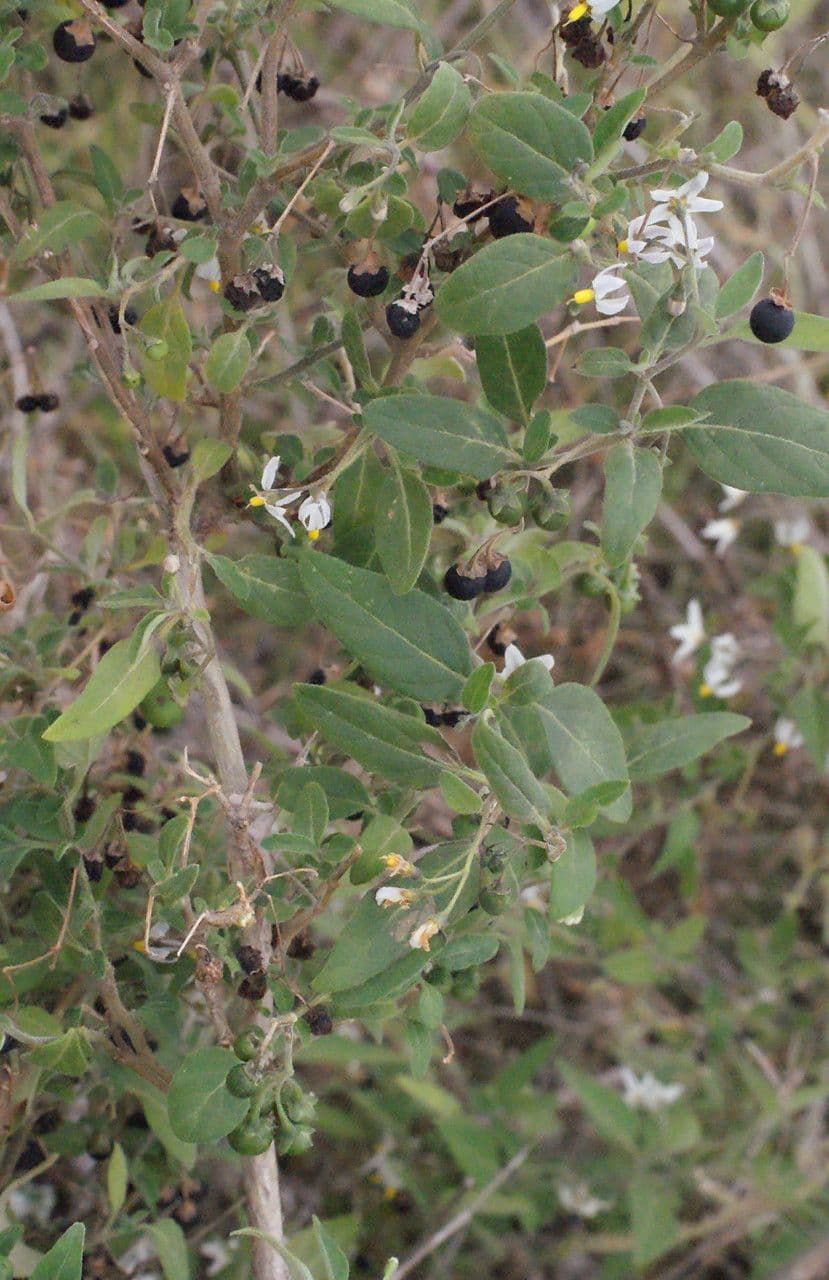 Solanum chenopodioides 11