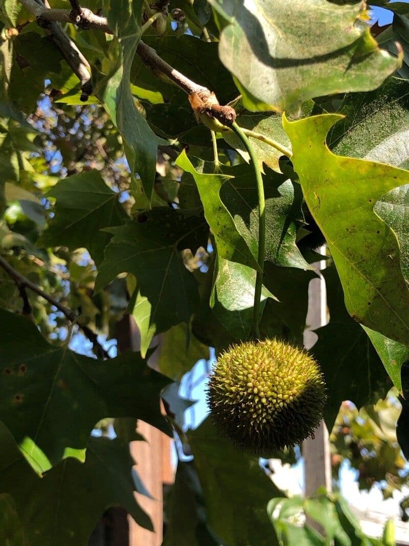 Platano della California 27