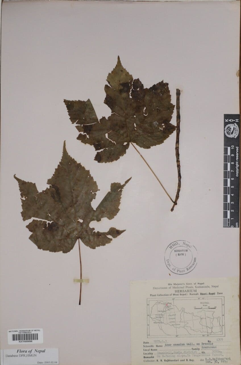 Acero 9