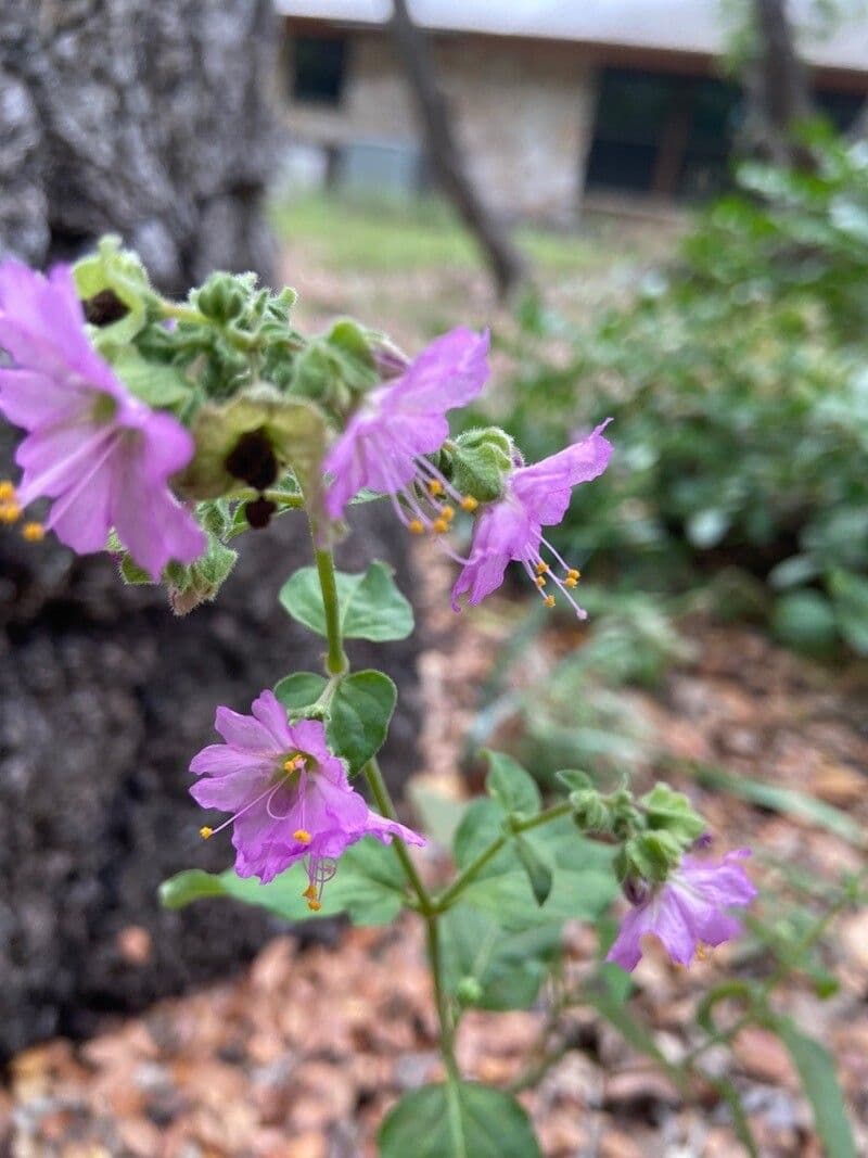 Mirabilis laevis 16