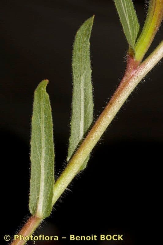 Onagra stricta 24