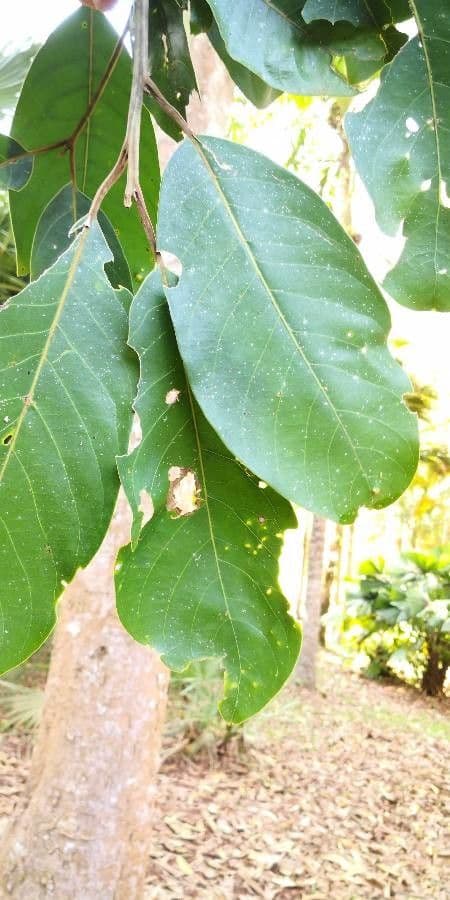 Santol 7