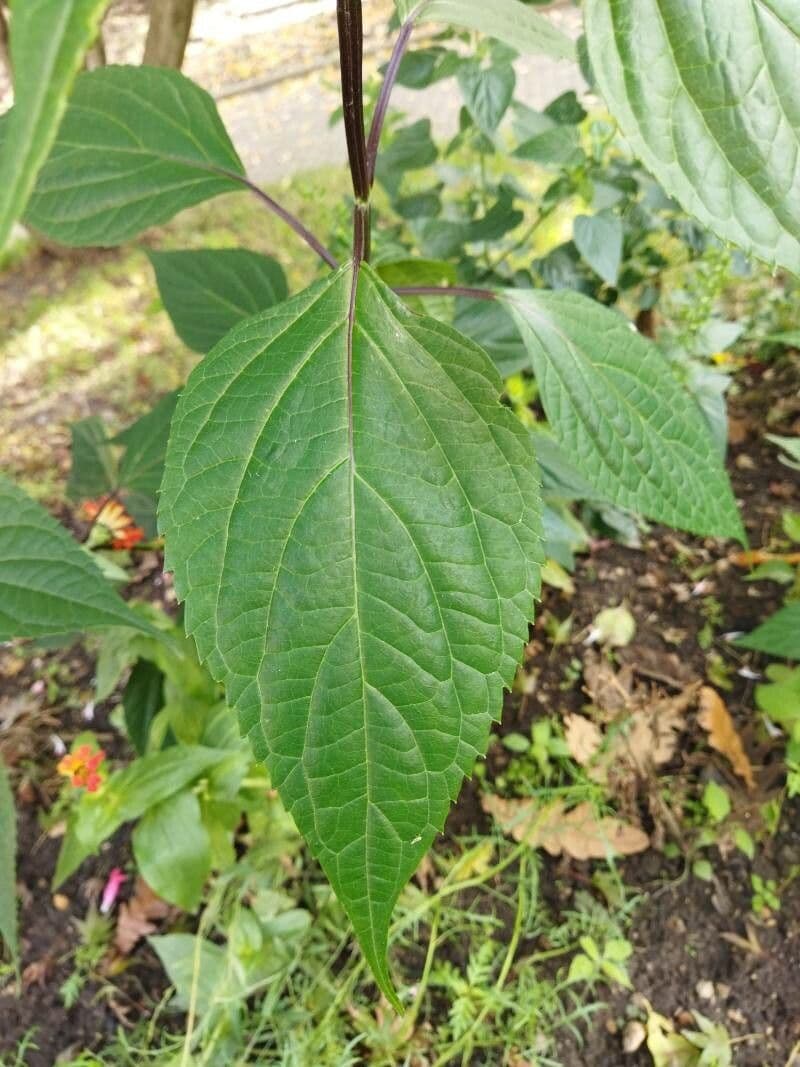Salvia 10