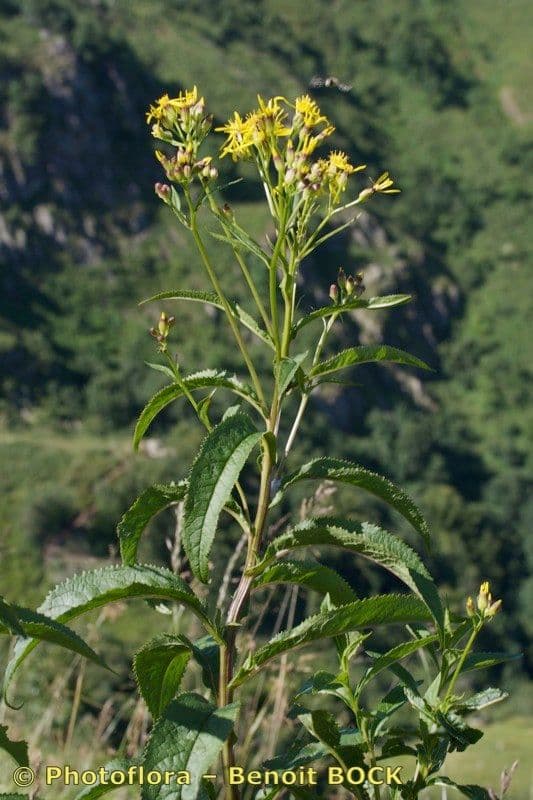 Senecio 19