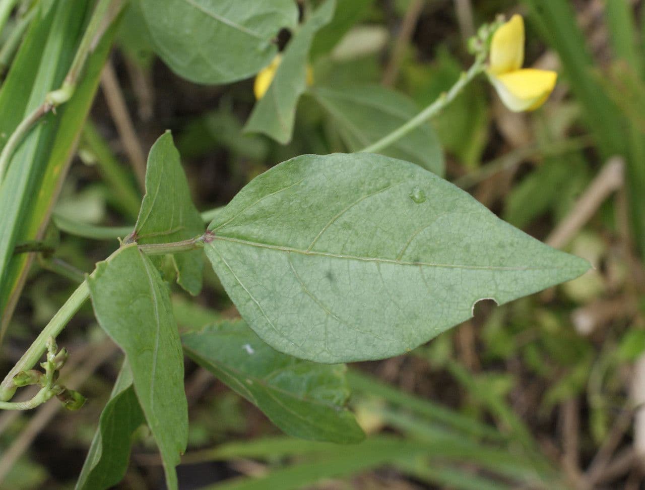 Vigna luteola 18