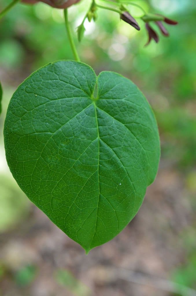 Matelea 4