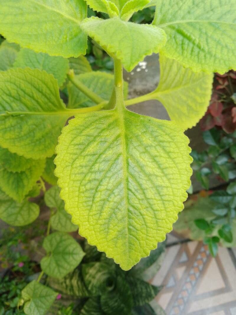 Cuban-oregano 3