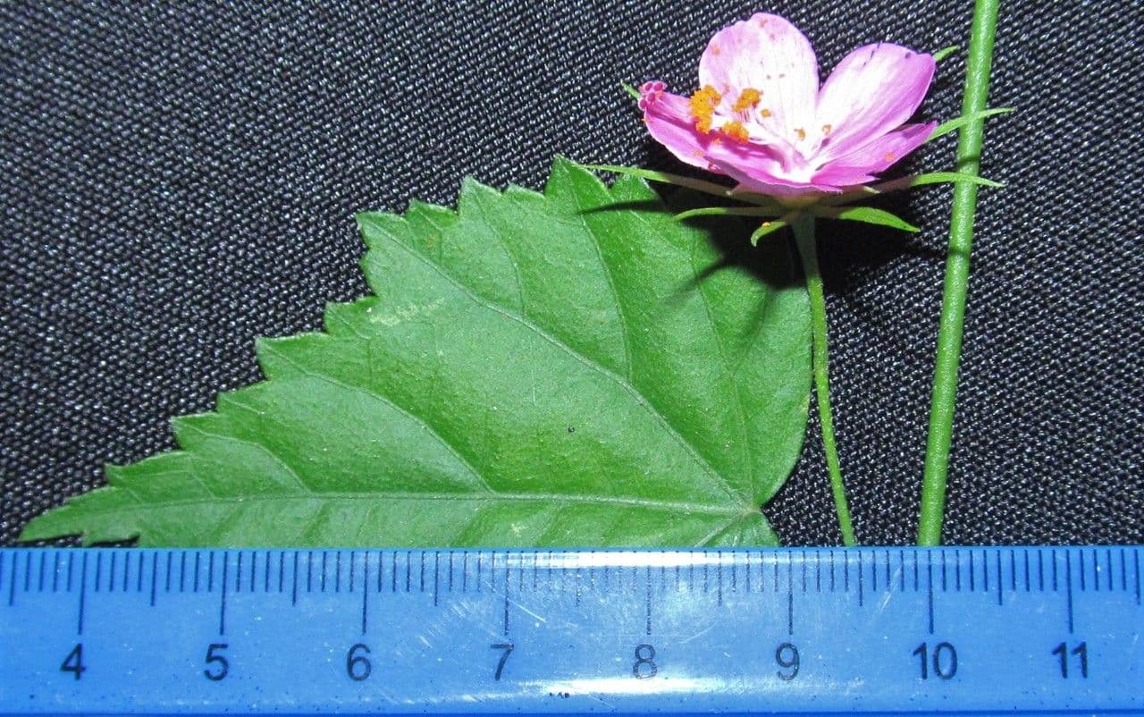 Hibiskus 9