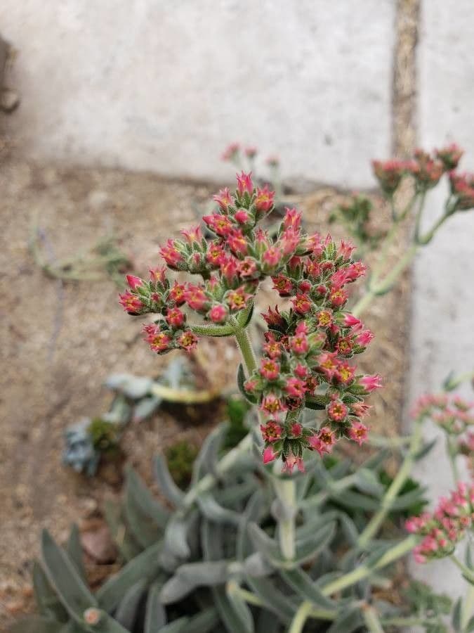 Crassula 5