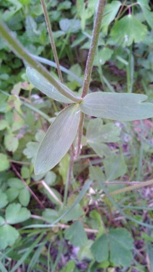 Aquilegia comune 17
