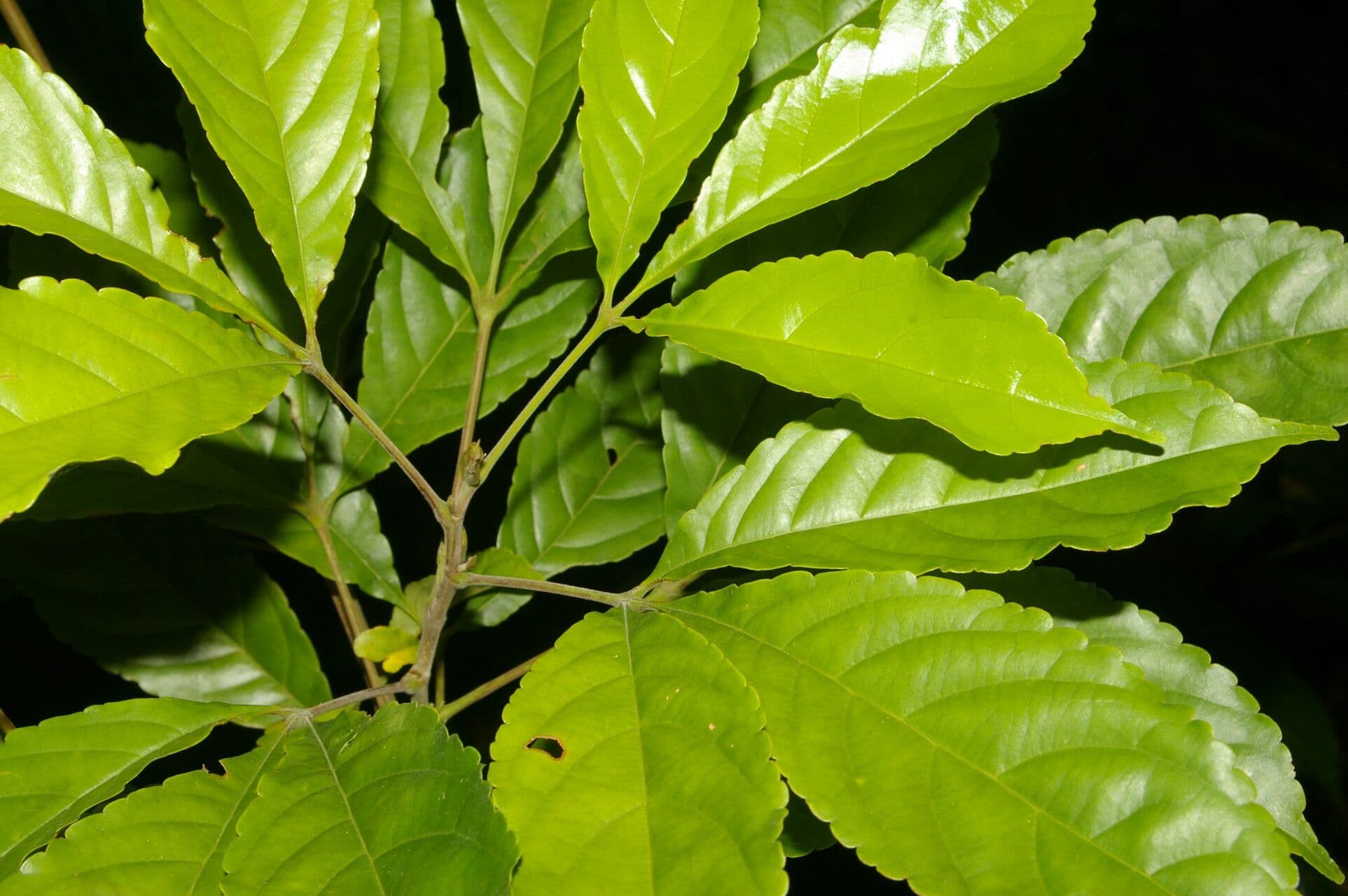 Anthodiscus del Chocó