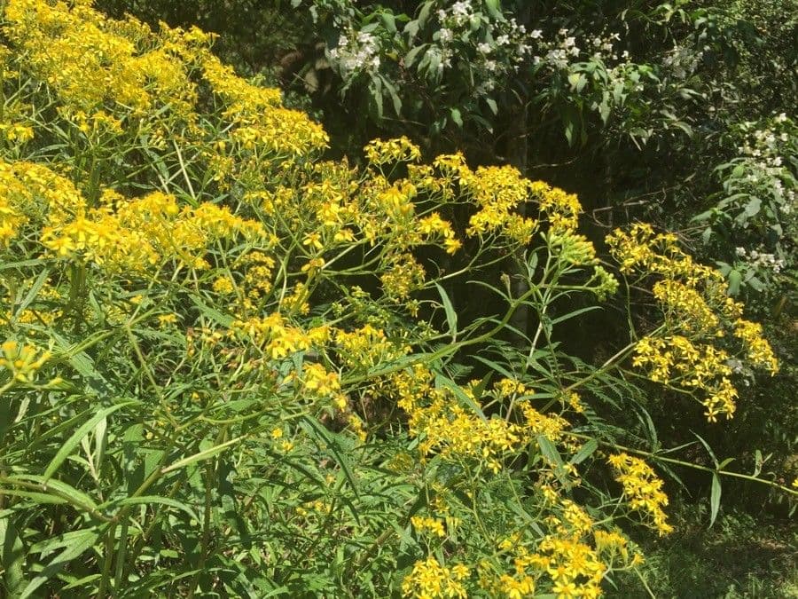 Senecio 11