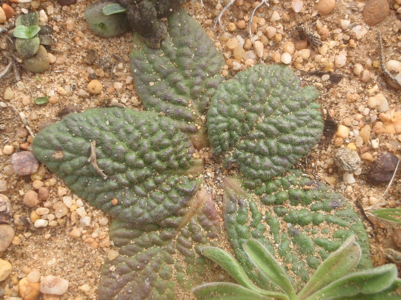 Pulicaria odora 13