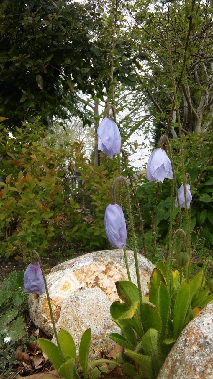 Meconopsis 6