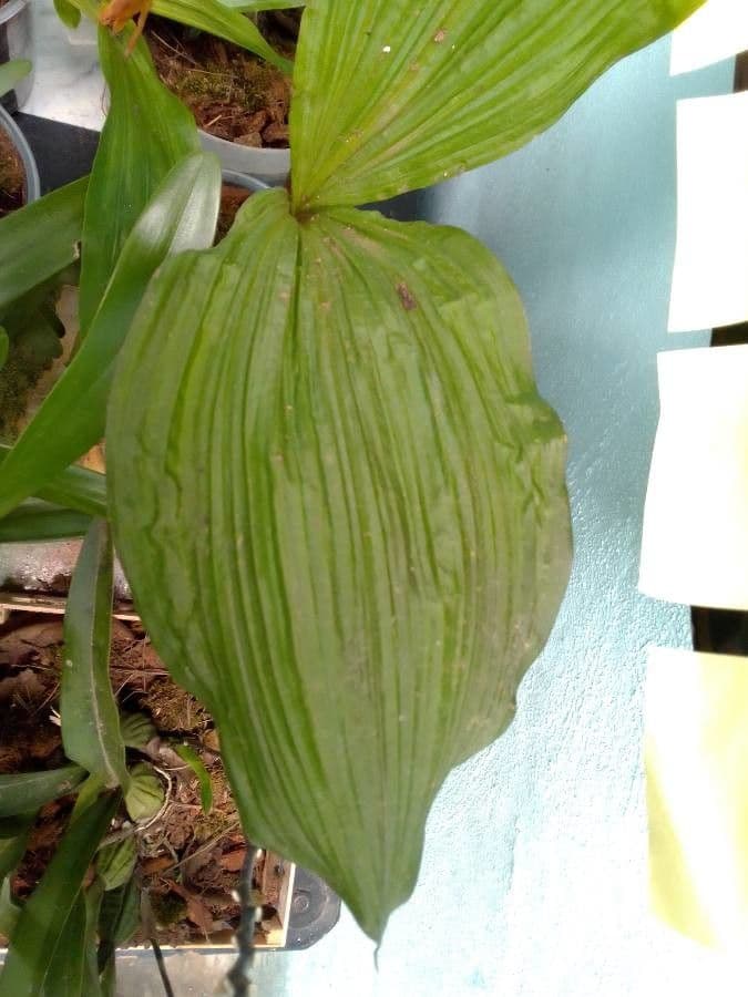 Govenia 7