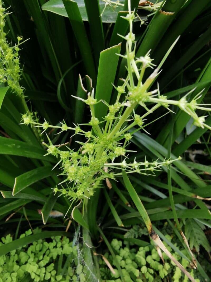 Lomandra spinosa