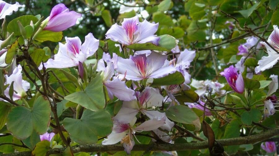 Bauhinia variegata 10