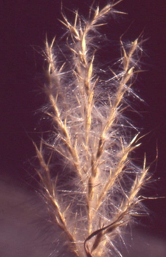 Bothriochloa cukrowa 2