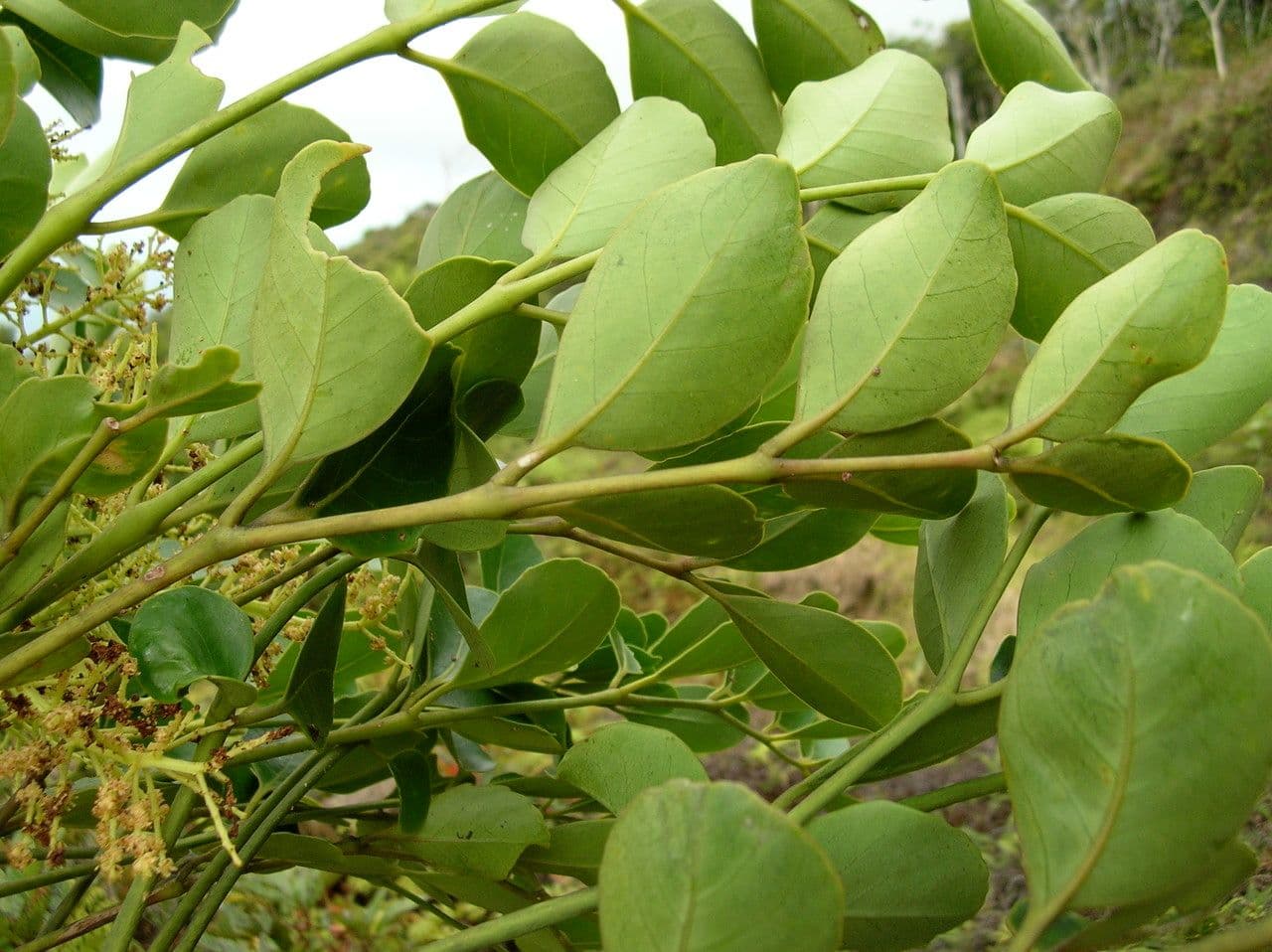 Polyscias Lecarda 3