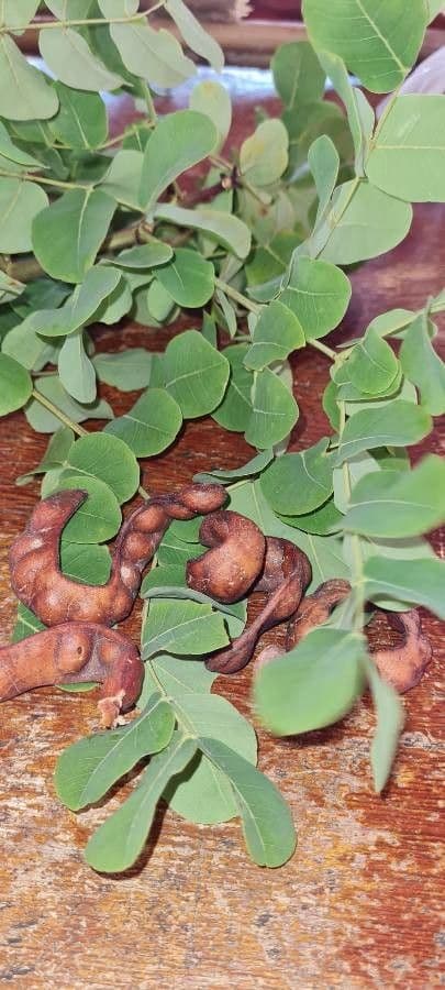 Stryphnodendron 7