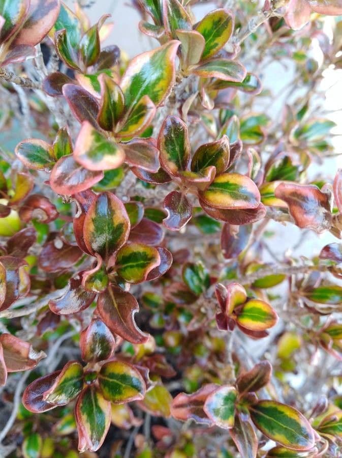 Coprosma plazivá 17