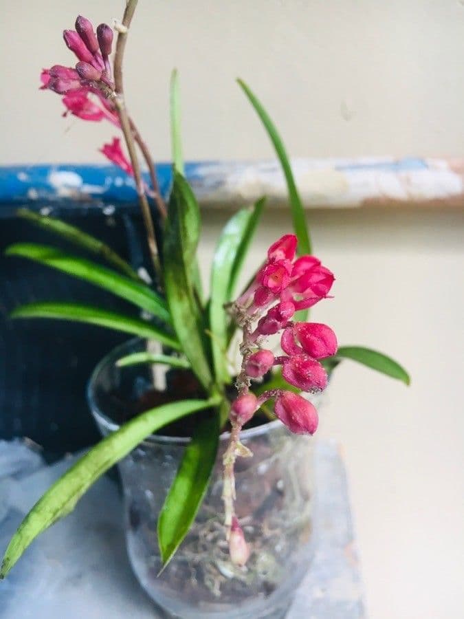 Orchidea corallo 3