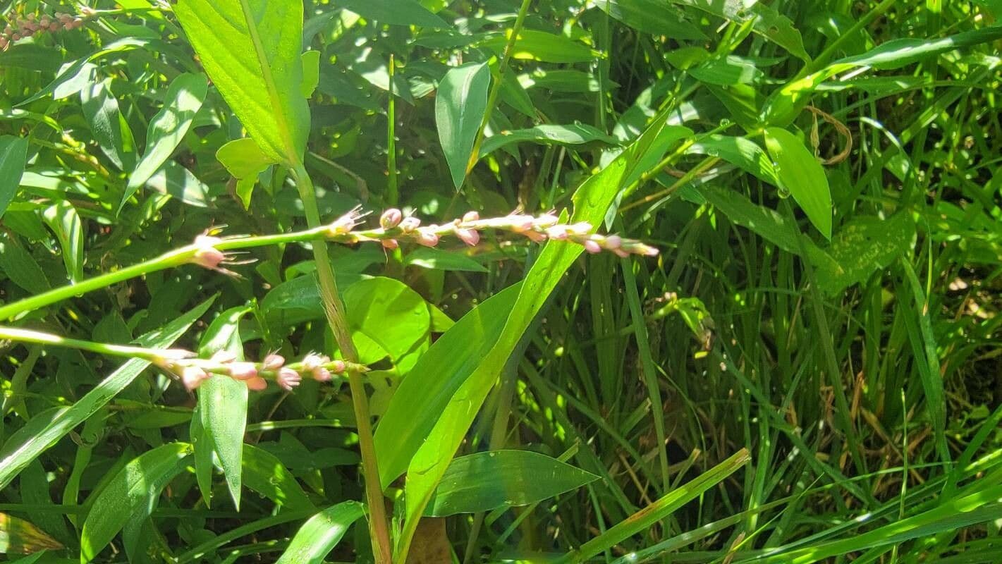 Persicaria ingannevole 4