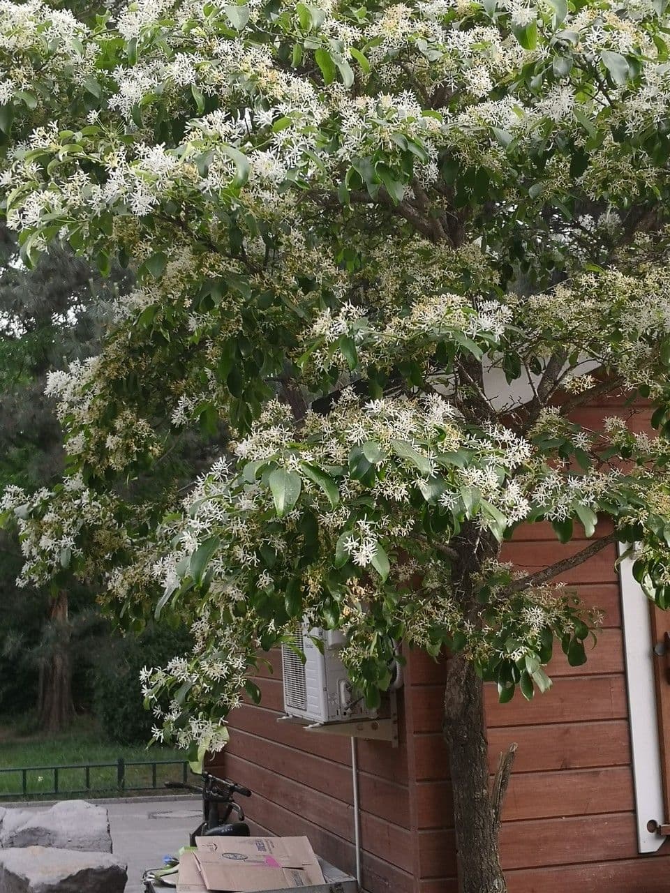 Árbol de las barbas 8